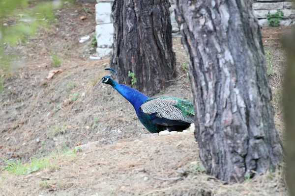 Schöner Pfau in einem Reservat — Stockfoto