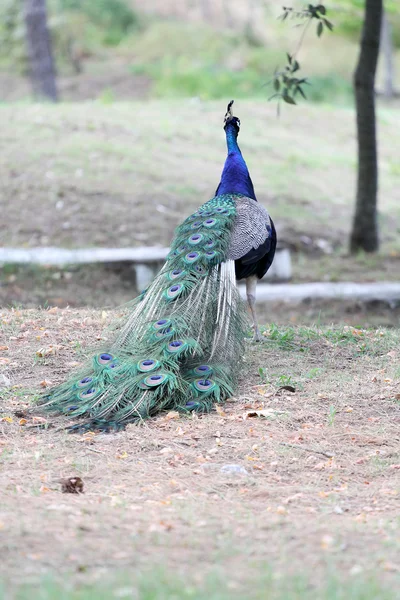 Güzel bir rezervasyon Peacock'da