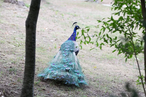 Schöner Pfau in einem Reservat — Stockfoto