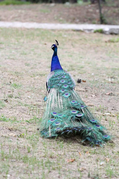 Güzel bir rezervasyon Peacock'da