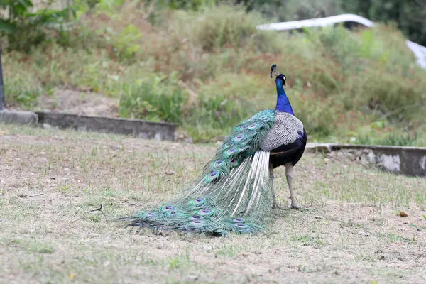 Schöner Pfau in einem Reservat — Stockfoto