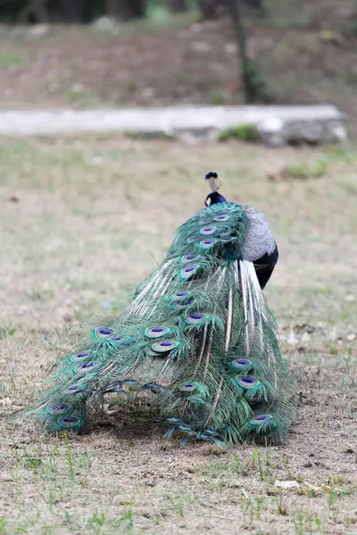 Schöner Pfau in einem Reservat — Stockfoto