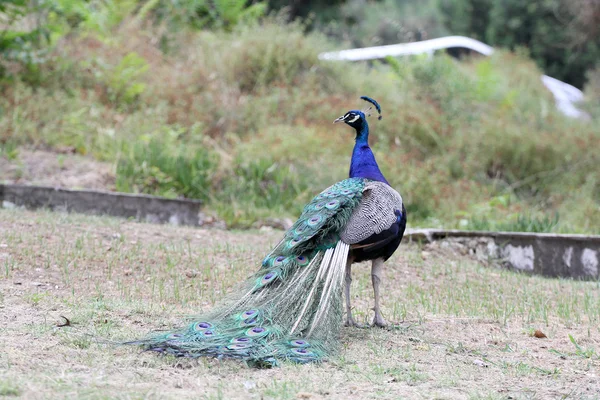 Güzel bir rezervasyon Peacock'da