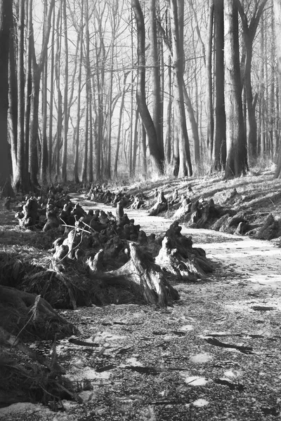 Parkın kış manzarası