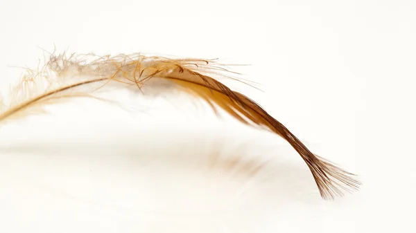 Colorful hen feather — Stock Photo, Image