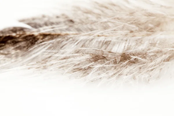 Colorful hen feather — Stock Photo, Image