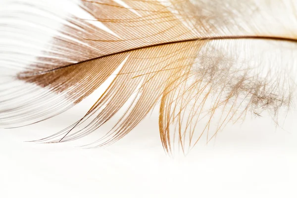 カラフルな鶏の羽 — ストック写真