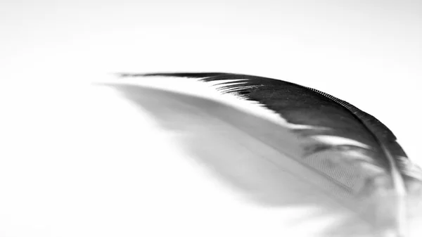 カラフルな鶏の羽 — ストック写真