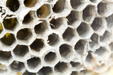 Yaban arısı tarak ile soyut kompozisyon