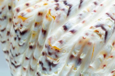 Seashell renk ve doku