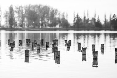 Black and white photo of flooded tree trunks from felled trees with reeds, vegetation and reflexions clipart
