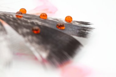 Tavuk tüy ve renkli su damlaları soyut kompozisyonu