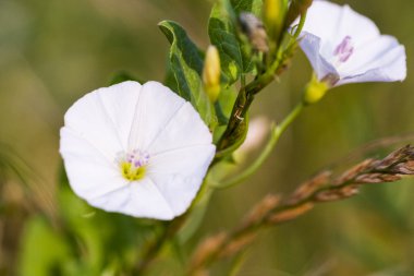convulvulus arvensis (Kahkaha) doğal zemin üzerine çiçekli bitki.