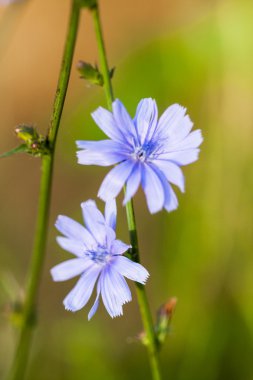 Cichory (Cichorium intybus) bitki doğal zemin üzerine çiçekli