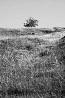 Ağaçları ile Romanya dağ manzarası