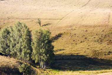 Ağaçları ile Romanya dağ manzarası