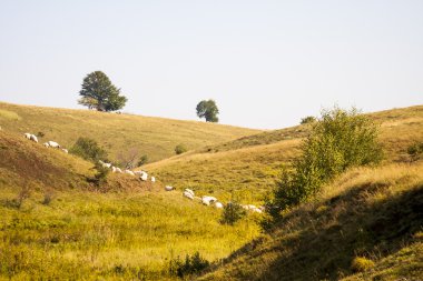 Ağaçları ile Romanya dağ manzarası