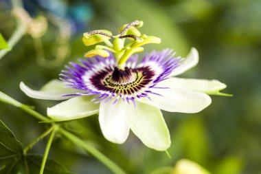 Tutku çiçek (Passiflora incarnata) ayrıntıları ile