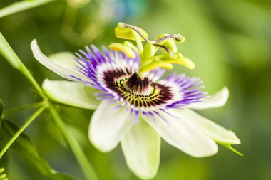 Passion flower (Passiflora incarnata) with details clipart