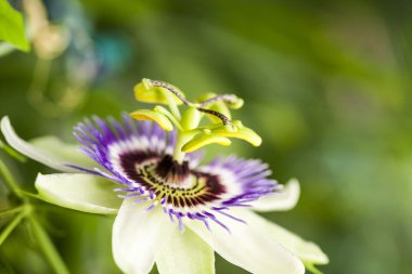 Tutku çiçek (Passiflora incarnata) ayrıntıları ile
