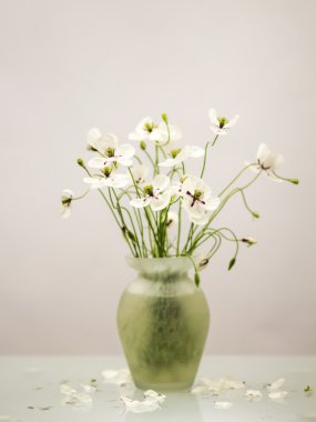 Bir Vazoda beyaz haşhaş