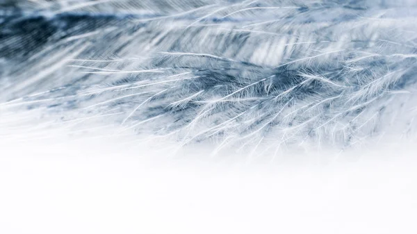 Colorful fen feather — Stock Photo, Image