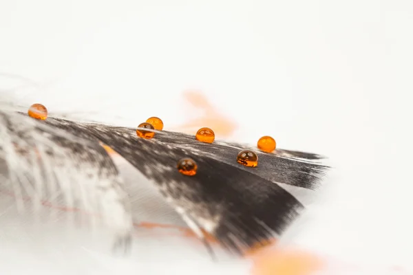 Composição abstrata com pena de galinha e gotas de água coloridas — Fotografia de Stock