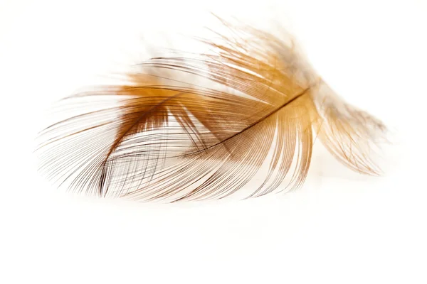 Colorful fen feather — Stock Photo, Image