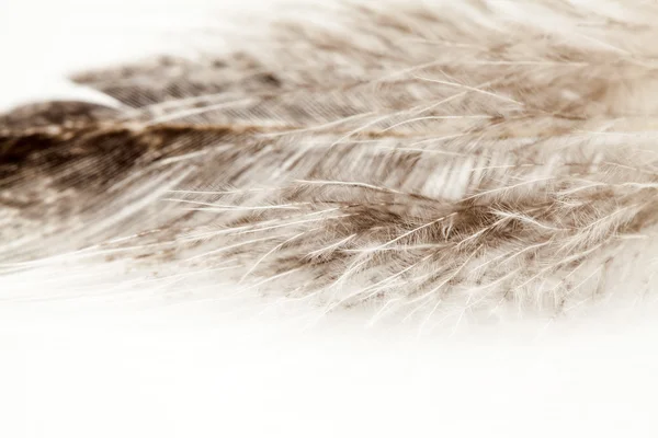 Барвисті фен перо — стокове фото