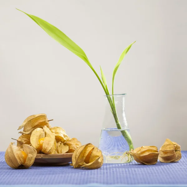 Frutas Physalis peruviana en una cesta y planta verde con fondo gris claro y reflejos —  Fotos de Stock