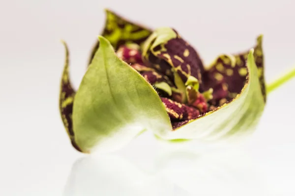 Stapelia variegata flower wwith white background and reflexions — Stock Photo, Image