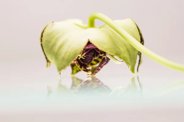Stapelia variegata flower wwith white background and reflexions — Stock Photo, Image