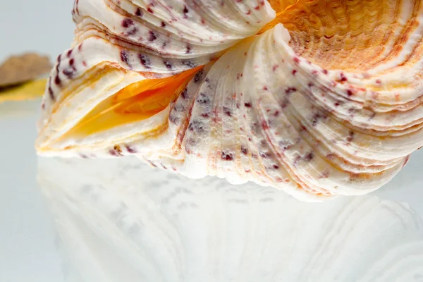 Seashell färger och struktur — Stockfoto