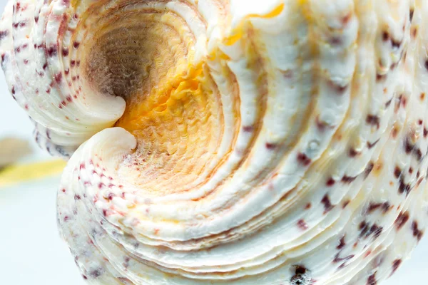 Seashell färger och struktur — Stockfoto