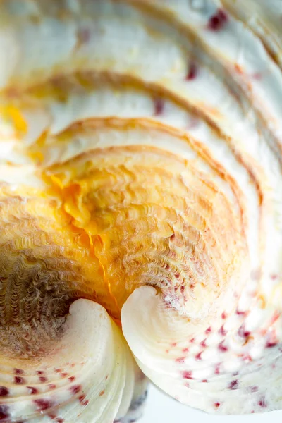 Seashell colors and texture — Stock Photo, Image