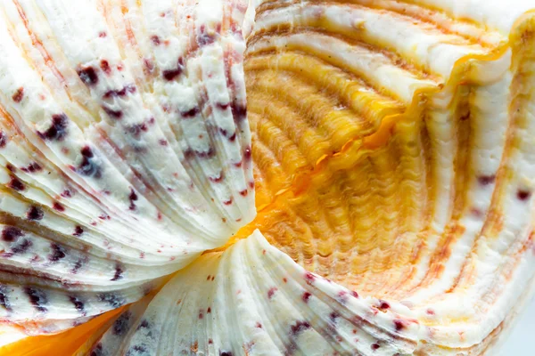 Seashell färger och struktur — Stockfoto