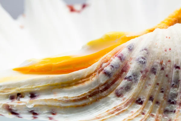 Seashell färger och struktur — Stockfoto