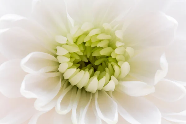 Chrysanthemum flower with details — Stock Photo, Image