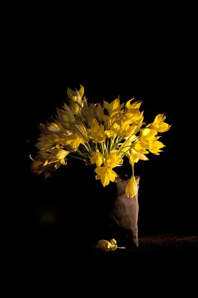 Still life sammansättning med gula vilda tulpaner (Bieberstein Tulip) och mörk bakgrund — Stockfoto