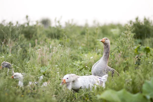 Goose family in the field with tall herbs — Stock Photo, Image