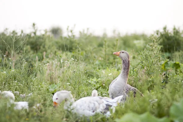 Goose family in the field with tall herbs — Stock Photo, Image