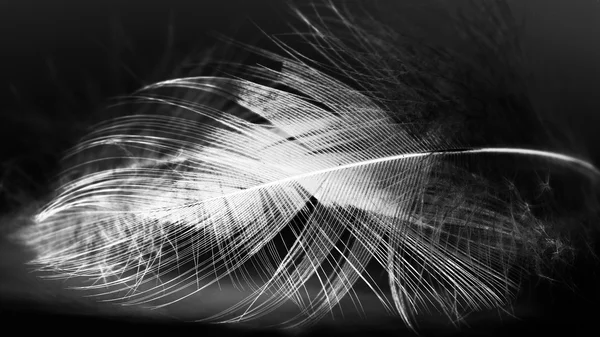 Hen feather with black background — Stock Photo, Image