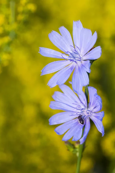 Cichory (Cichorium intybus) növény természetes háttérben virágok — Stock Fotó