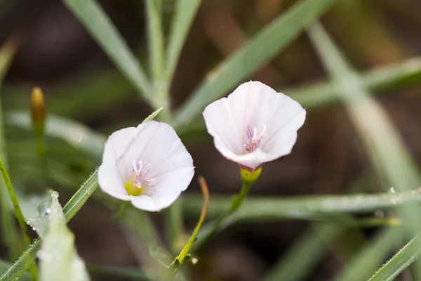 Convulvulus arvensis (Bindweed) plant with flowers on natural background — Stock Photo, Image