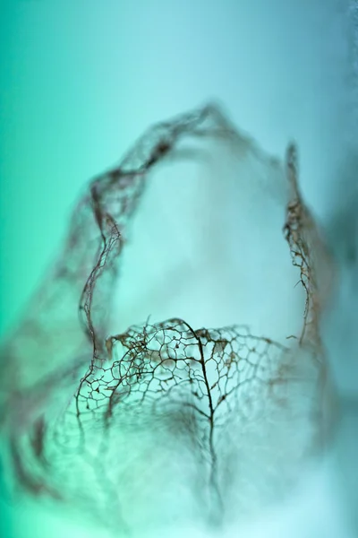 Filigraan textuur op een gedroogde plant — Stockfoto