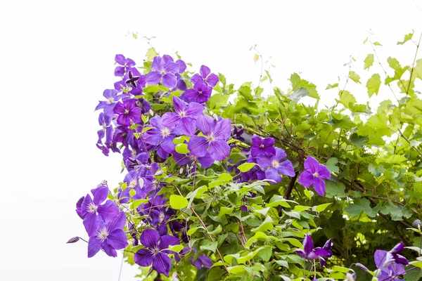 Hermosas flores azules de clematis con vegetación — Foto de Stock