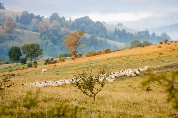 Paisagem montanhosa romena com nevoeiro e árvores — Fotografia de Stock
