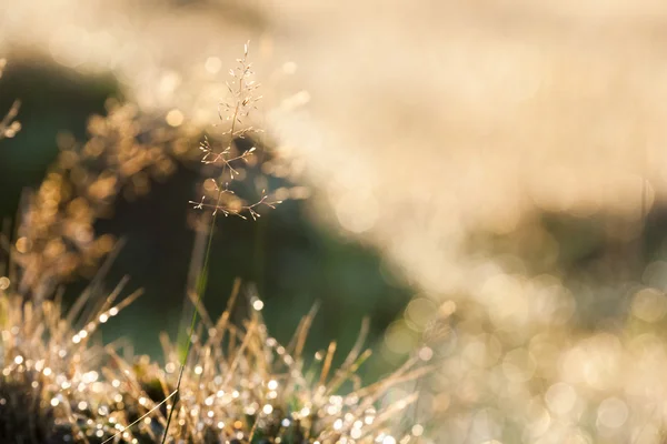 Растения и растительность в утреннем свете с красивым боке — стоковое фото