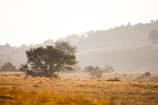 Paisagem montanhosa romena com nevoeiro e árvores — Fotografia de Stock