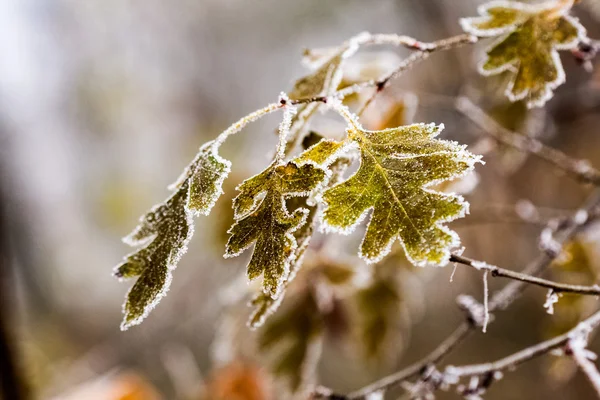 Donmuş bitki ve sonbahar sonunda ayrıntılarla yaprakları — Stok fotoğraf
